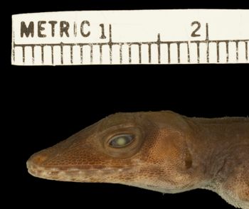 Media type: image;   Herpetology R-121740 Aspect: head lateral